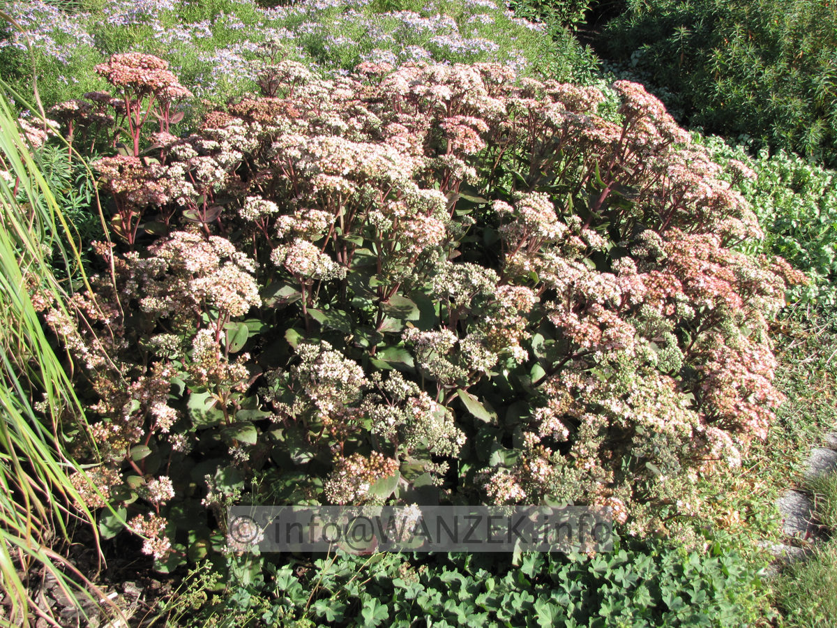 Sedum telephium Matrona 01.JPG